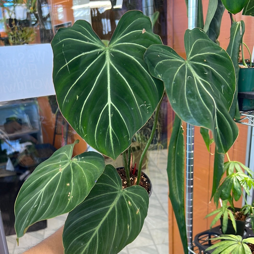 Philodendron gloriosum