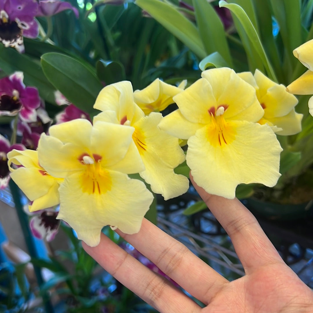 Miltoniopsis Assorted (grower’s choice)