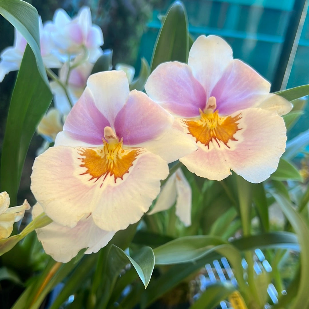 Miltoniopsis Assorted (grower’s choice)