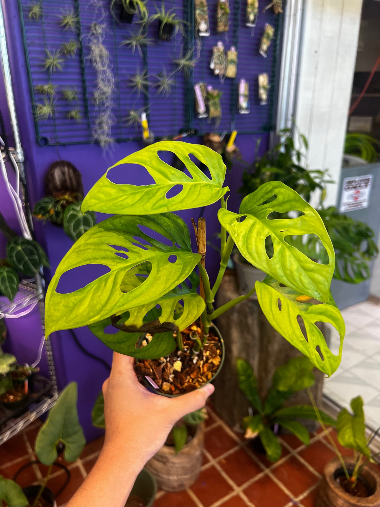 Monstera adansonii aurea