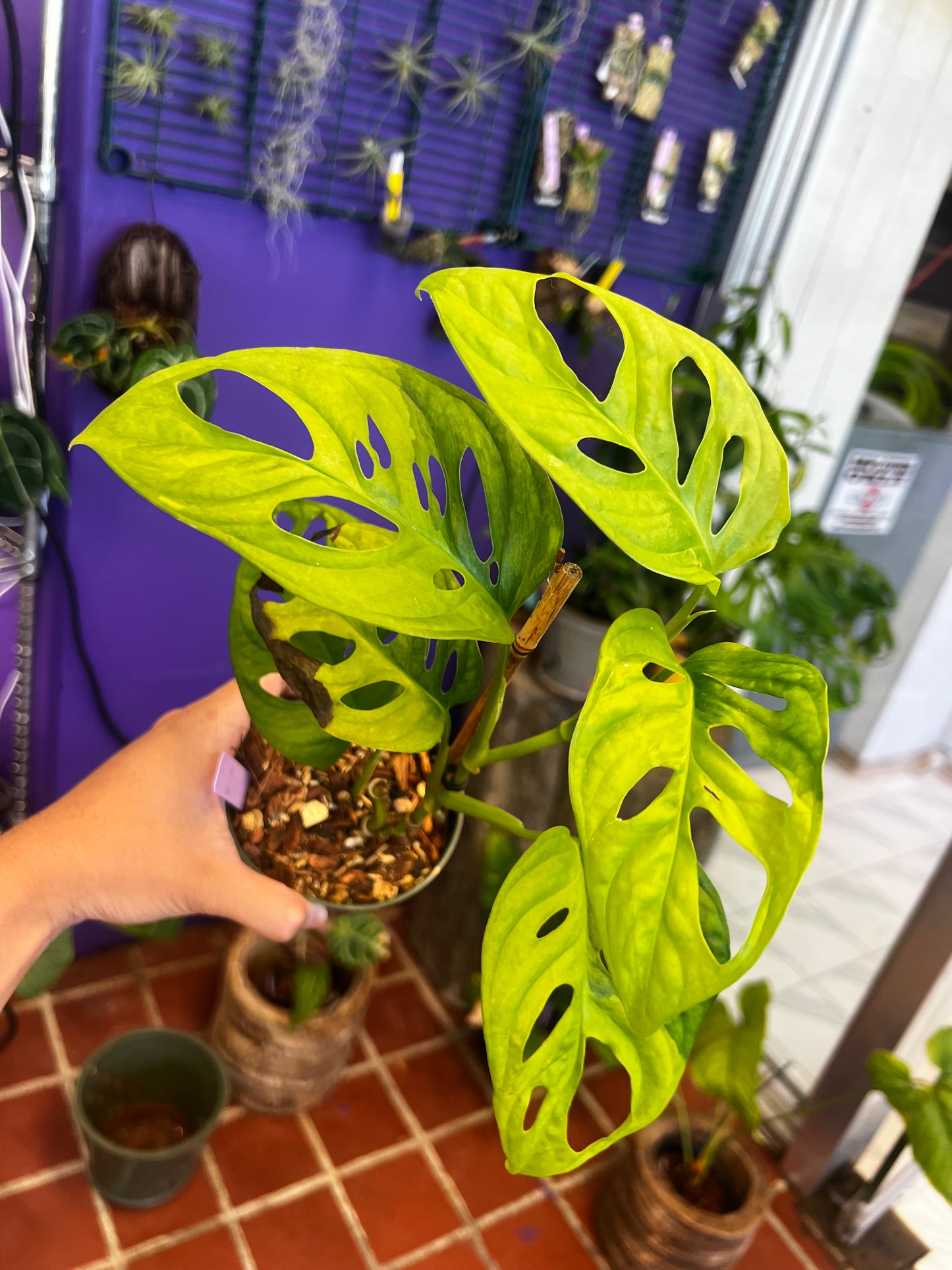 Monstera adansonii aurea