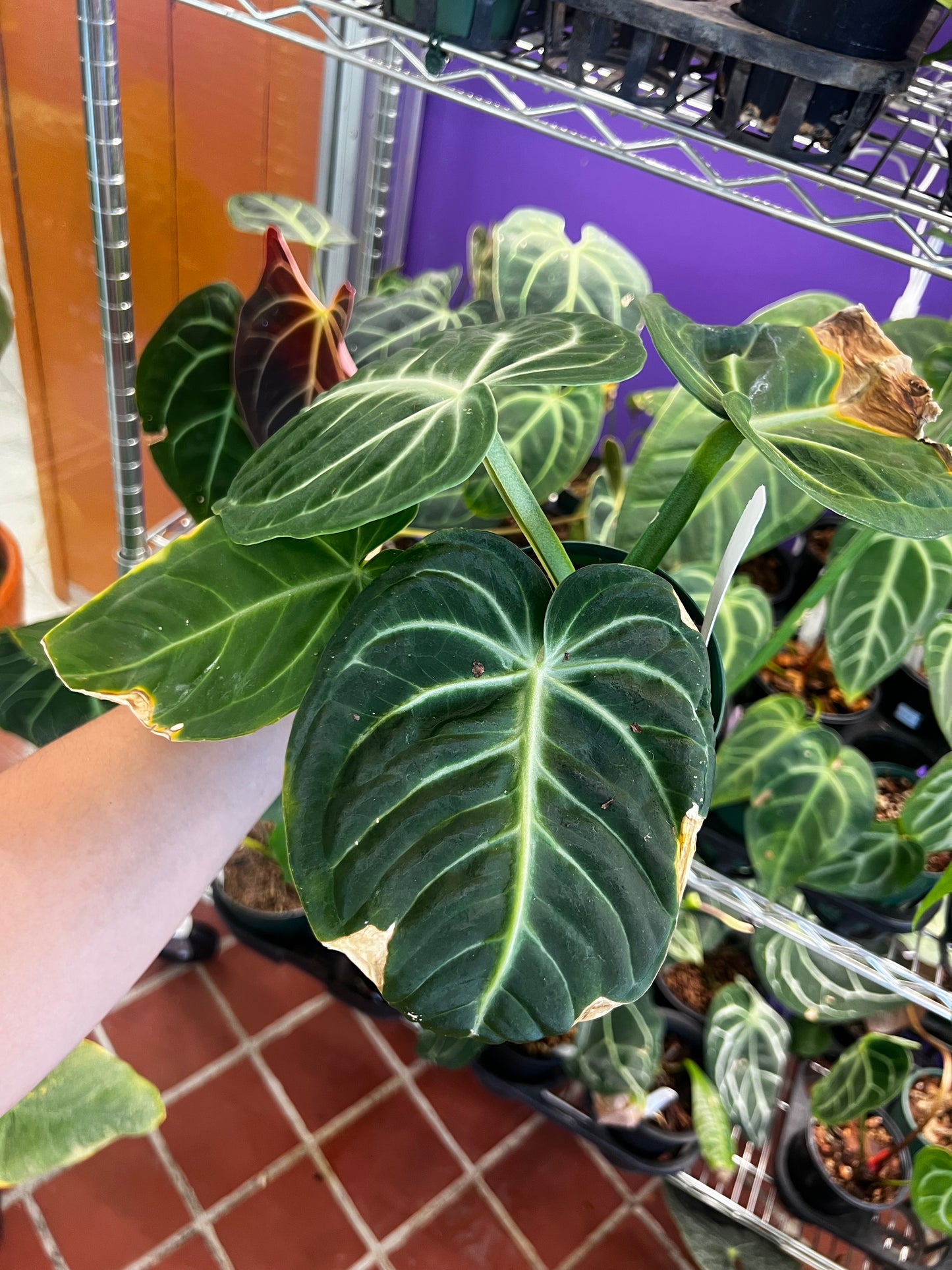 Anthurium villenaorum