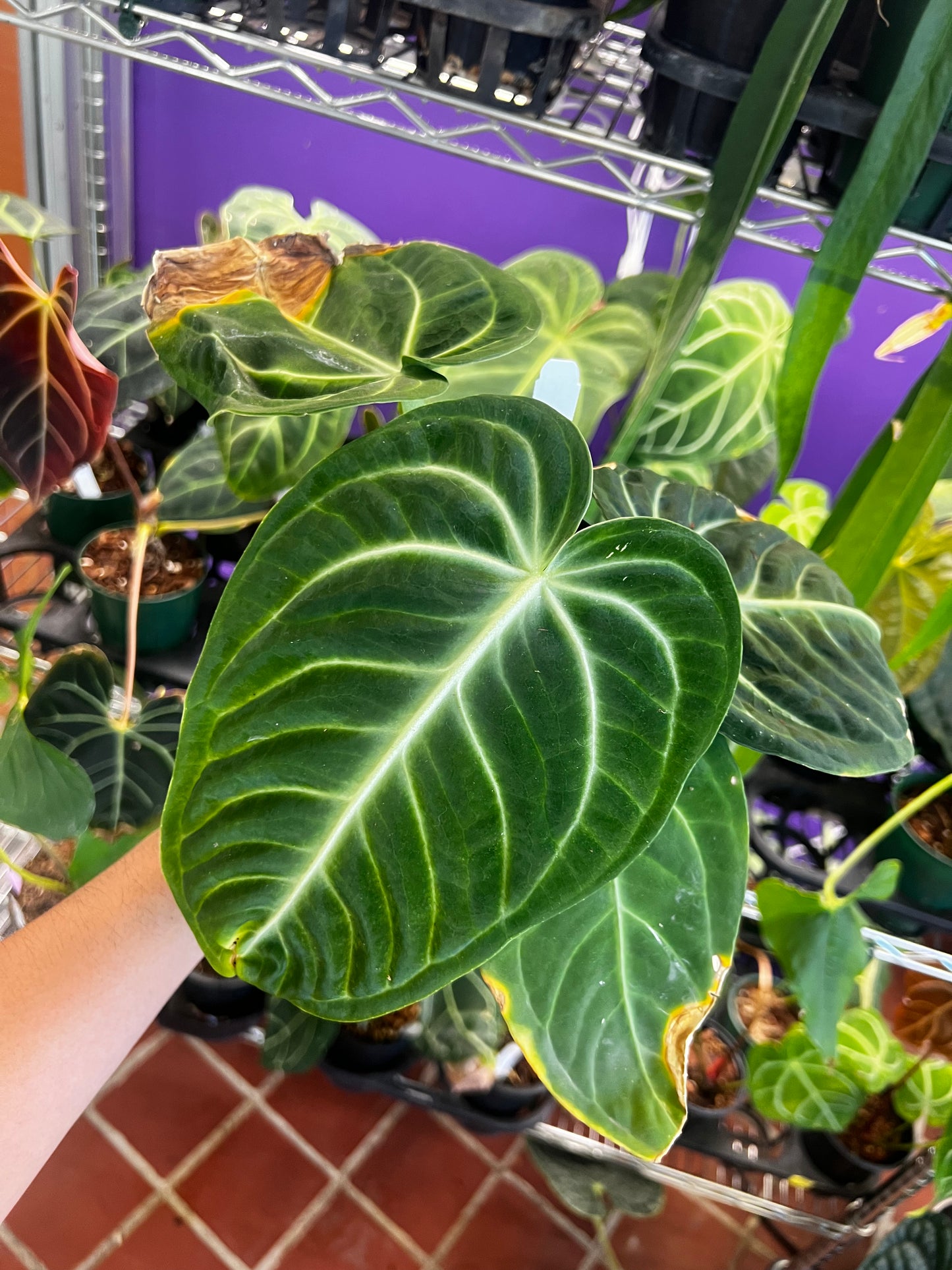 Anthurium villenaorum