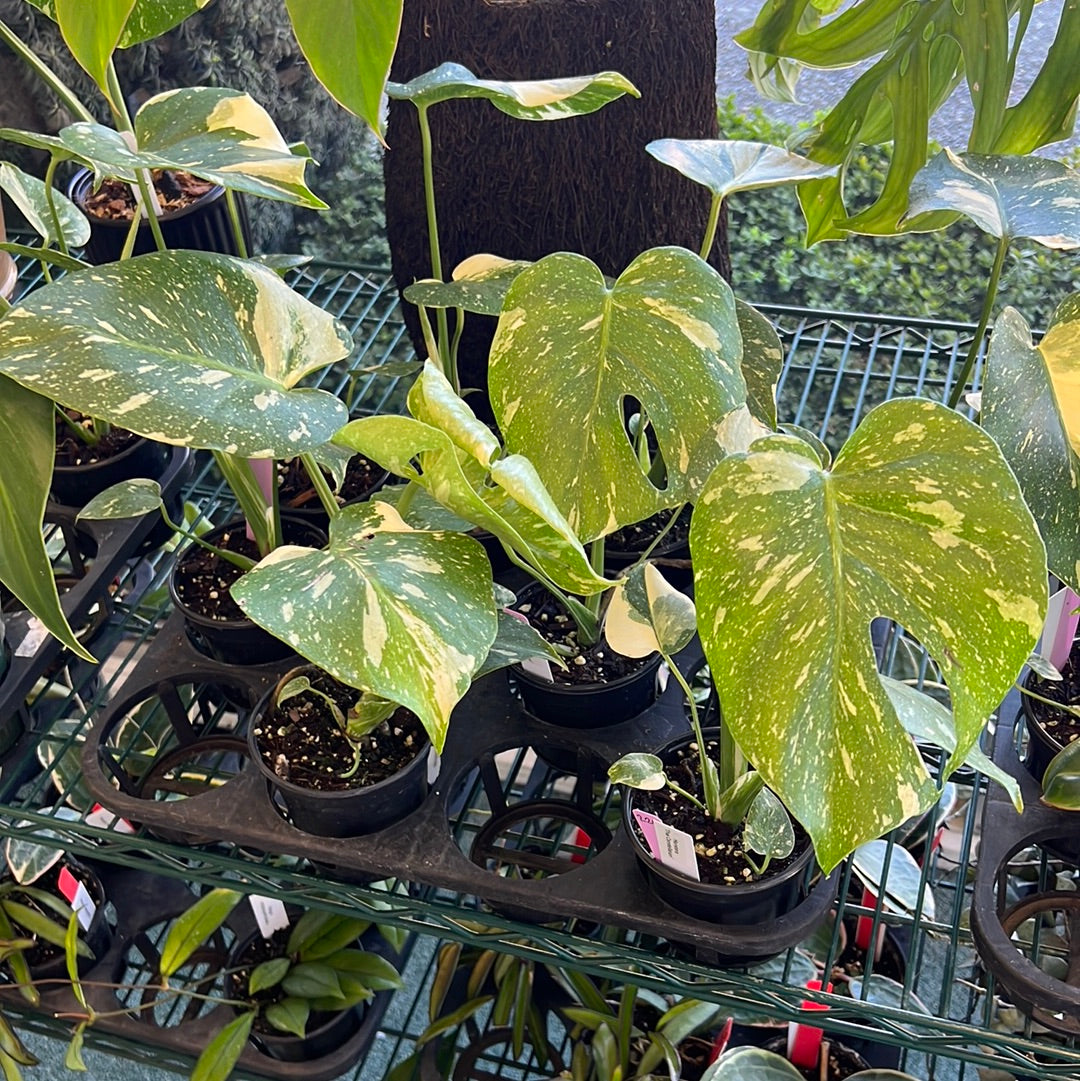 Monstera Thai Constellation 4”