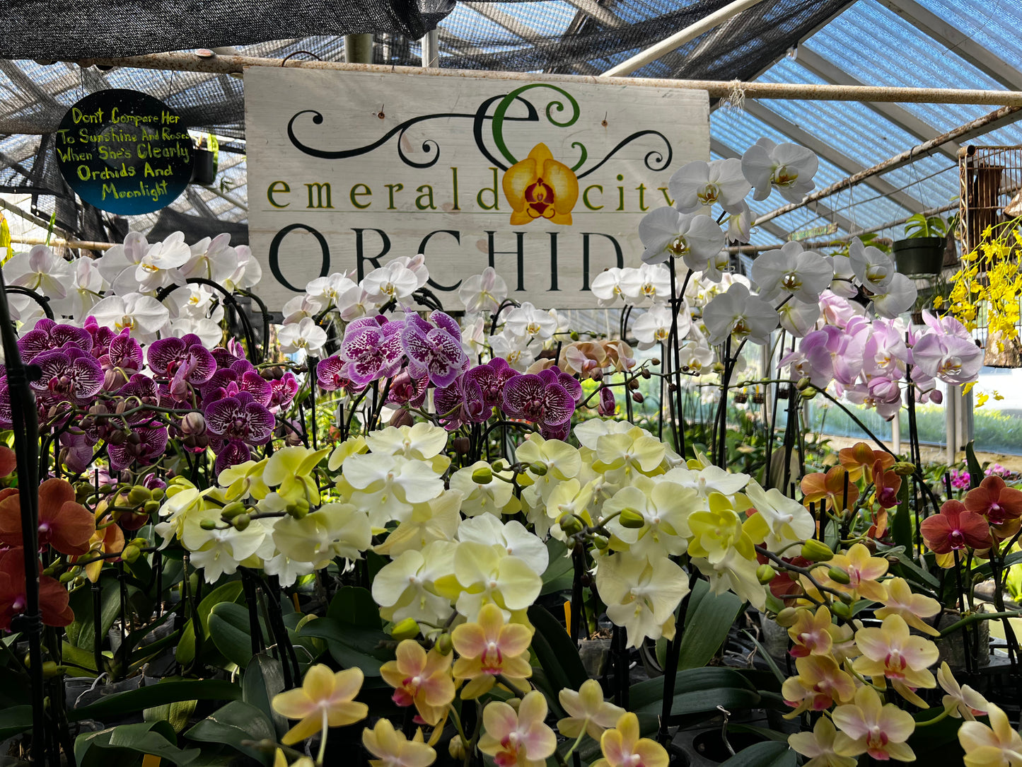 Phalaenopsis Assorted (grower’s choice)