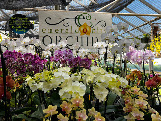 Phalaenopsis Assorted (grower’s choice)