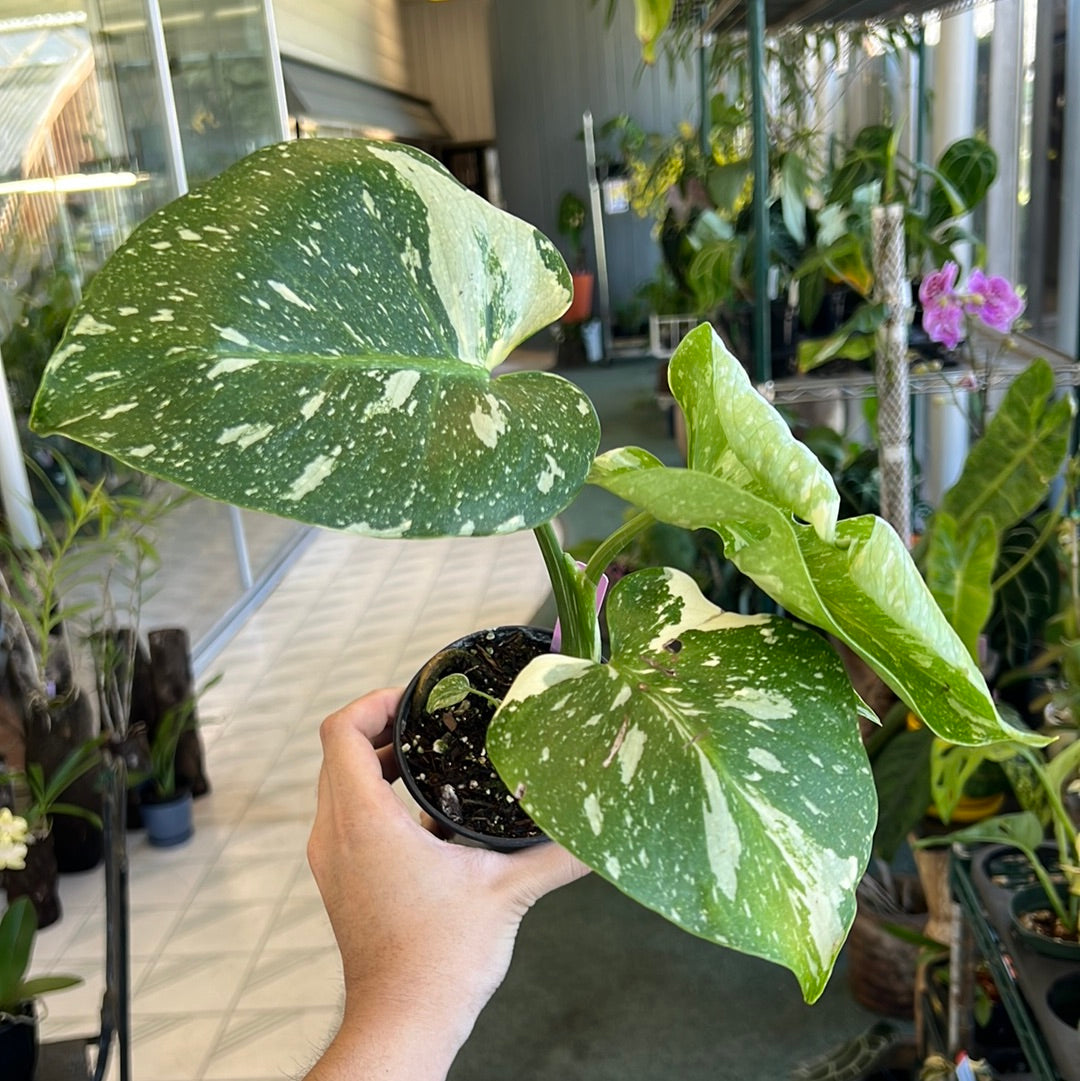 Monstera Thai Constellation 4”