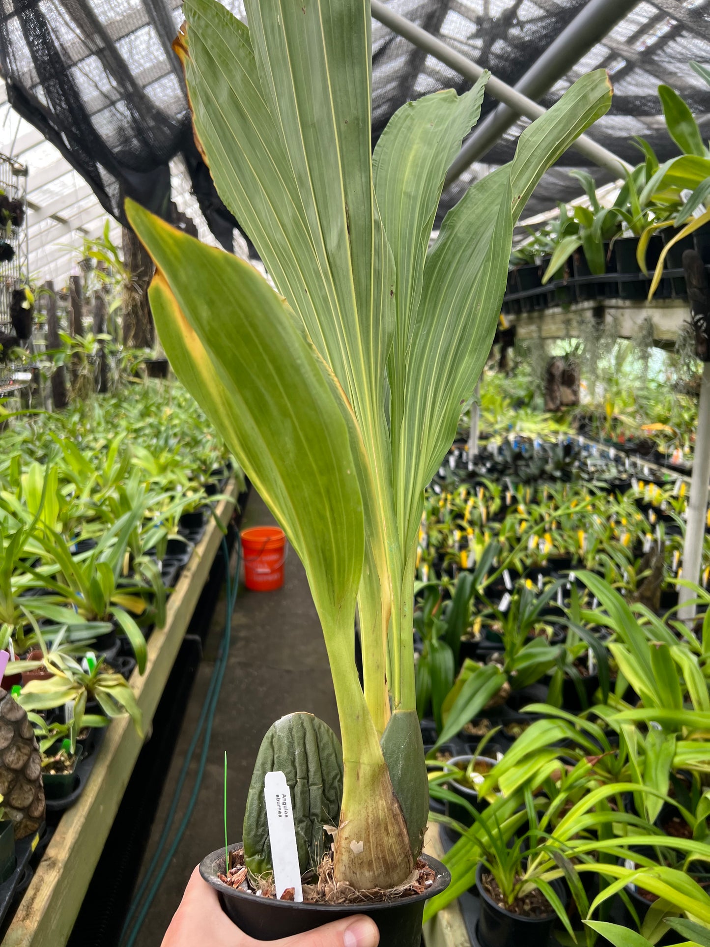 Anguloa eburnea