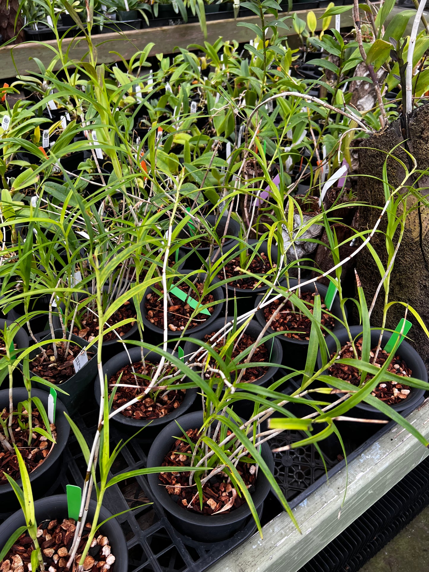 Arundina graminifolia