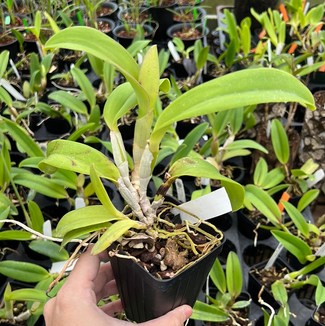 Potinara Hawaiian Prominence x Slc Circle of Life