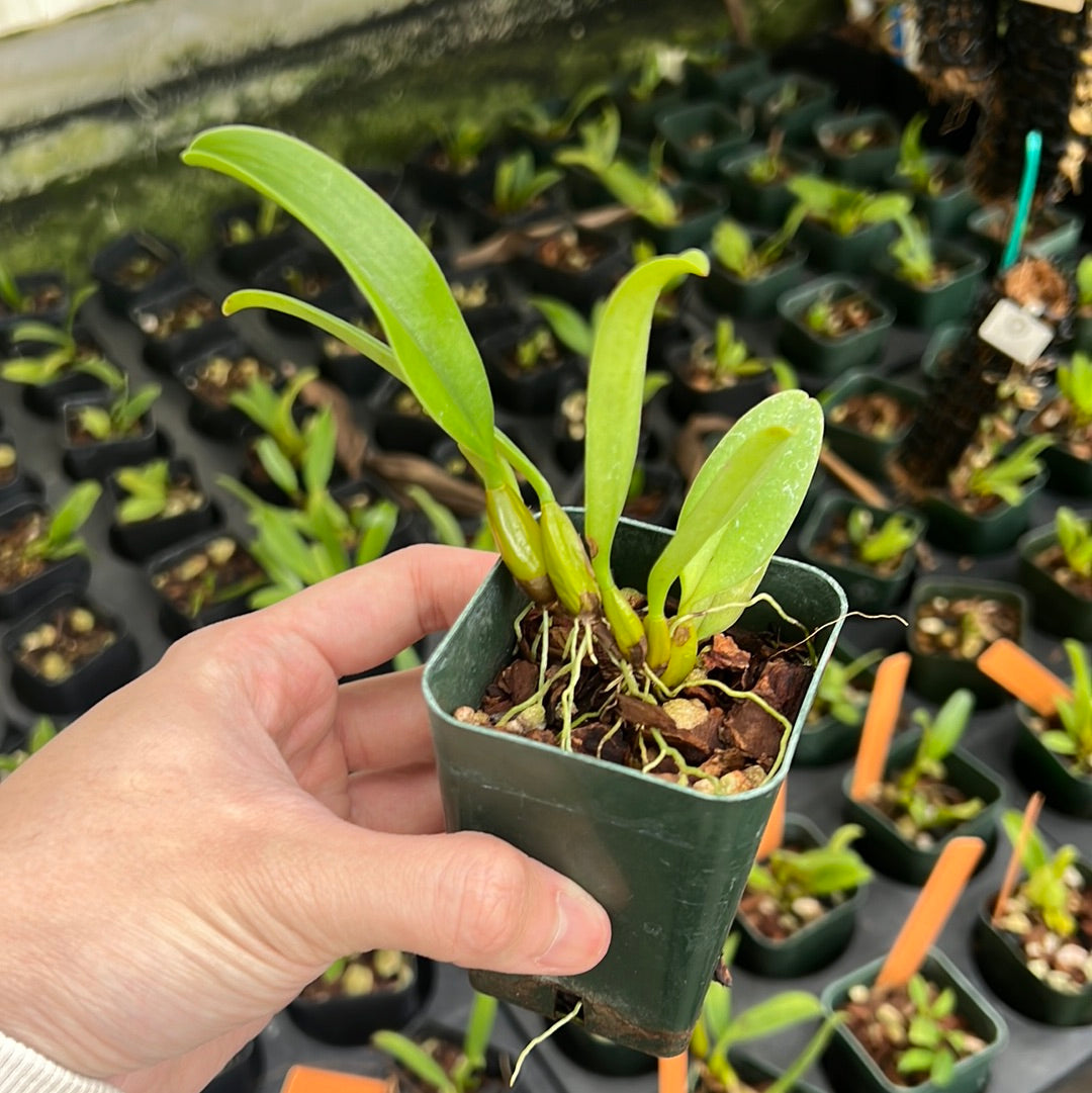 Bulbophyllum rothschildianum