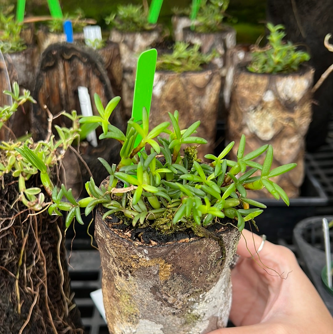 Mediocalcar decoratum (wood pot)