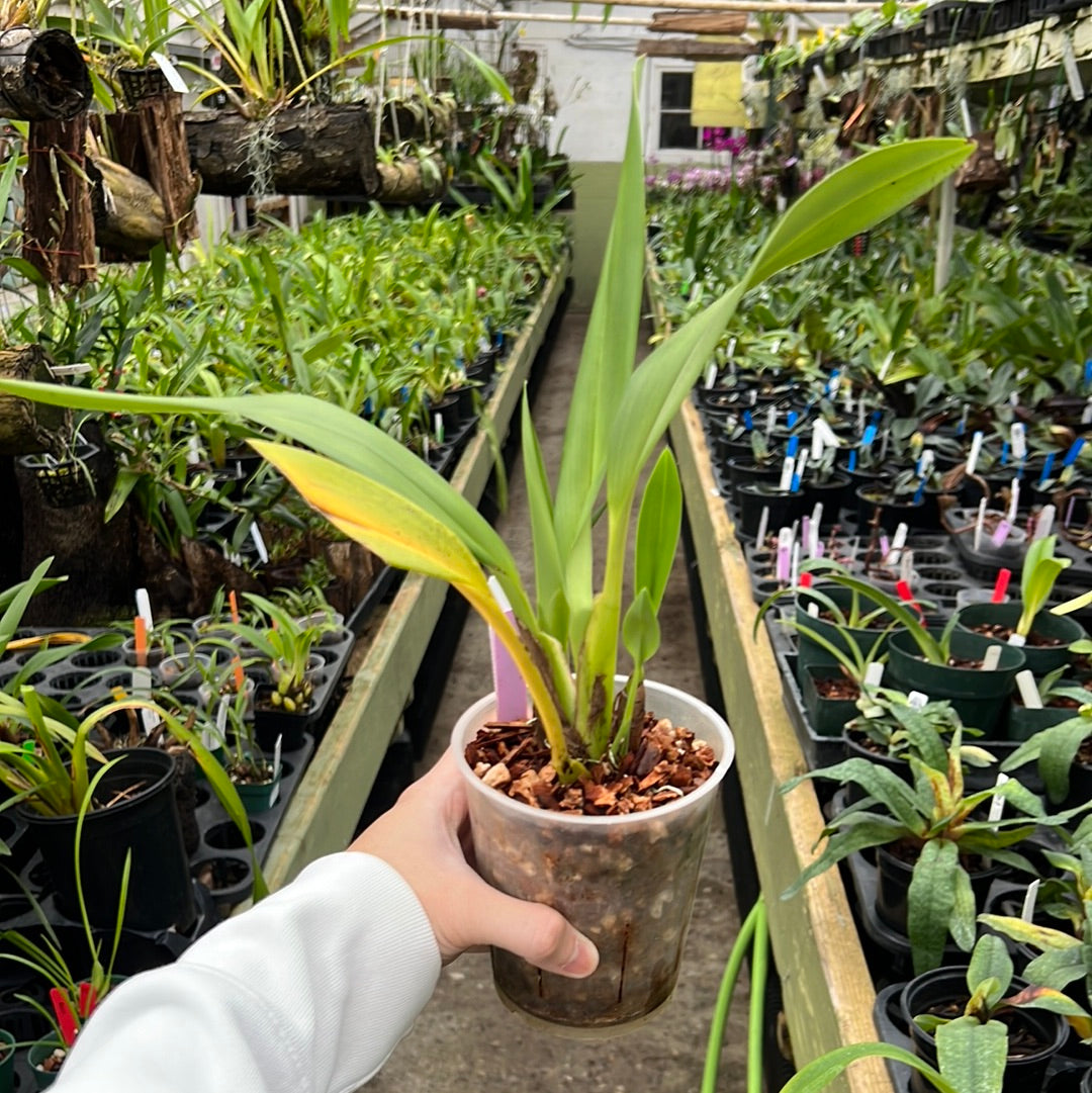 Maxillaria molitor orange