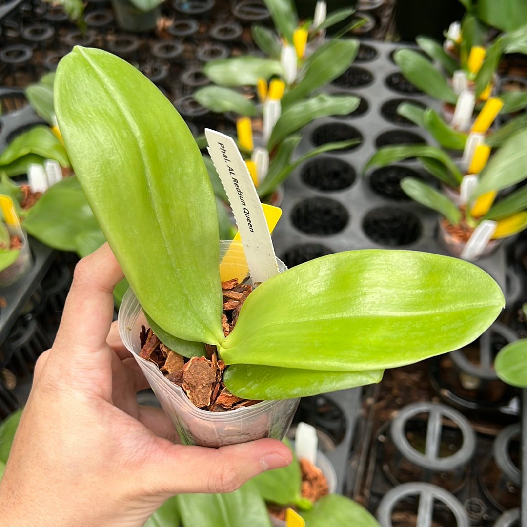 Phalaenopsis AL Redsun Queen