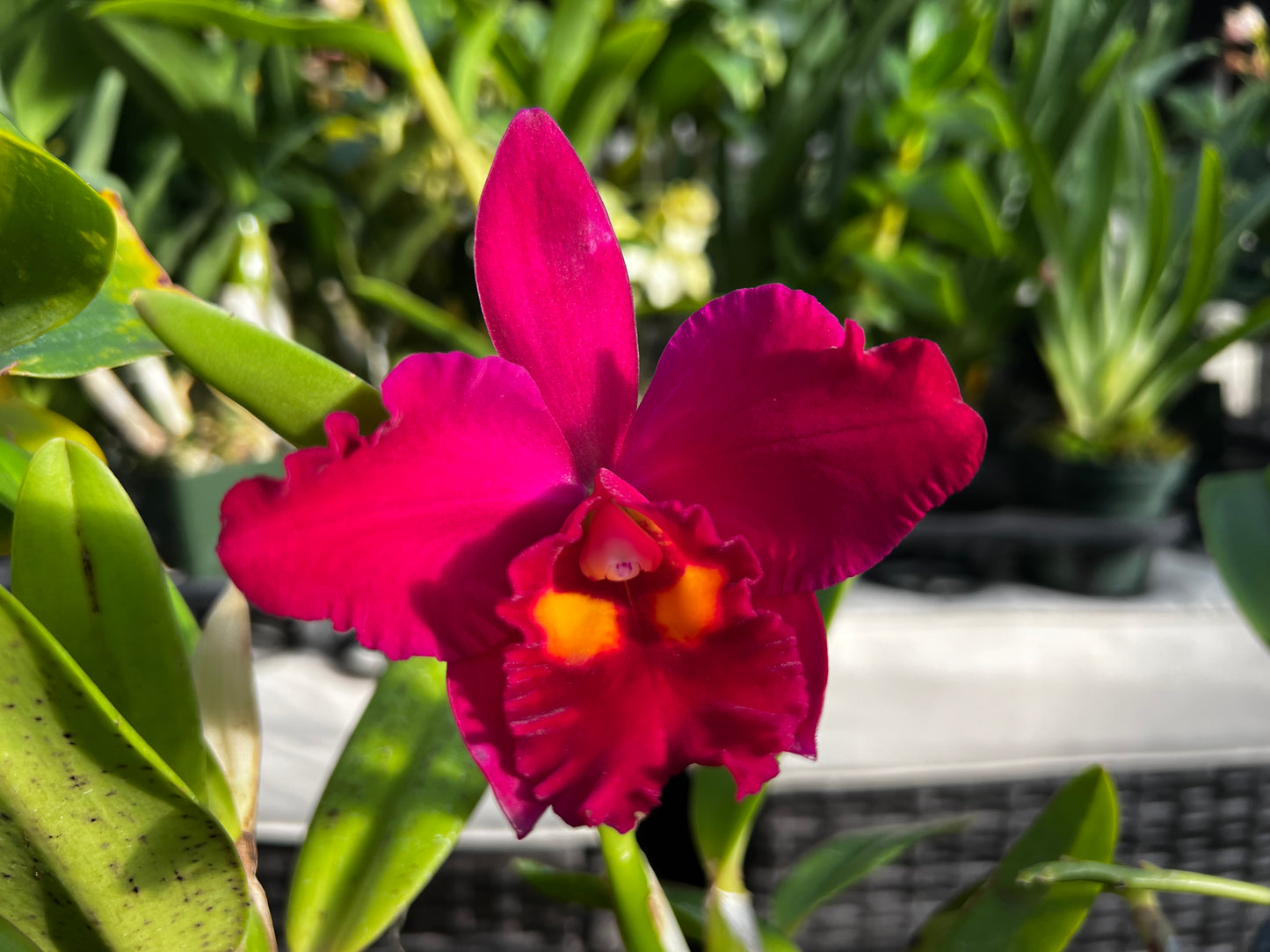 Potinara Hawaiian Prominence x Slc Circle of Life
