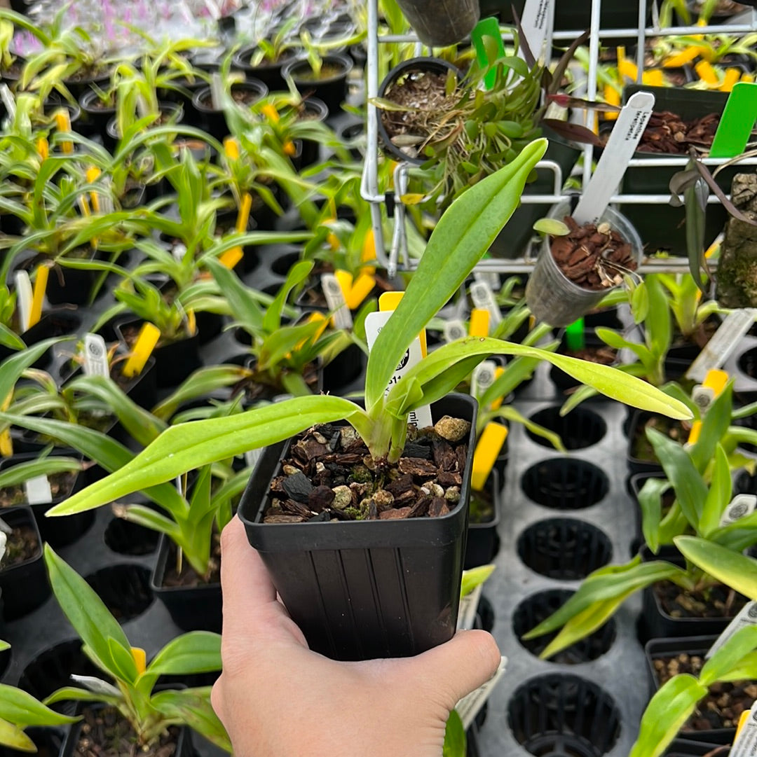 Phragmipedium Fritz Schomburg (kovachii x besseae)