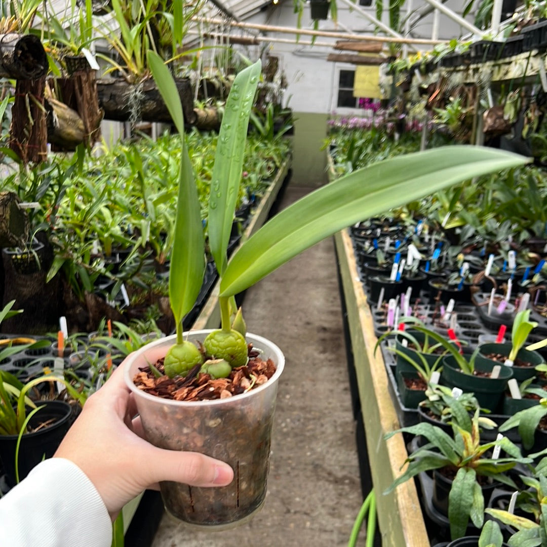 Maxillaria macrura