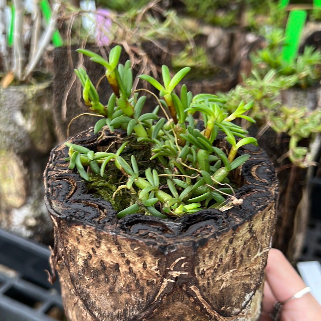 Mediocalcar decoratum (wood pot)