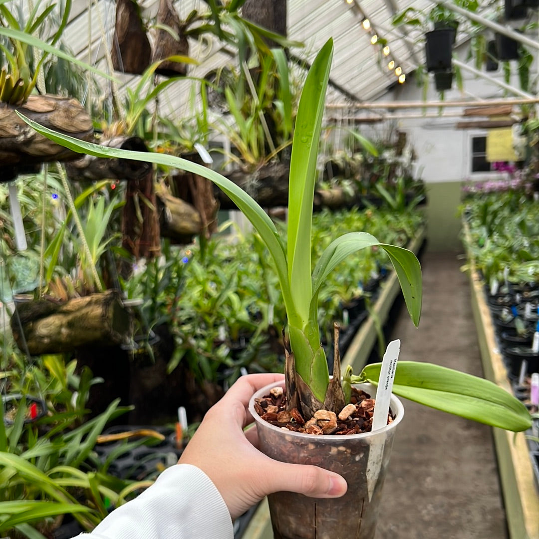 Maxillaria molitor orange