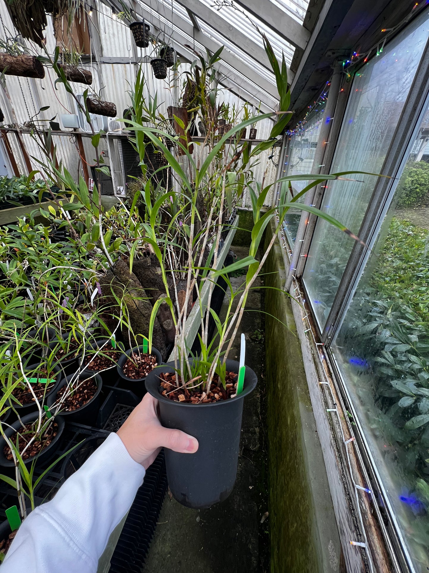 Arundina graminifolia