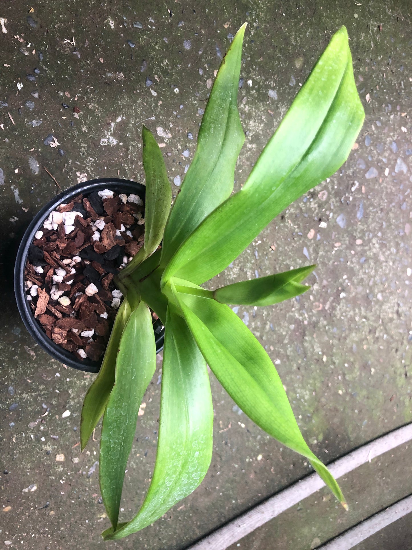 Phragmipedium Summer Sun