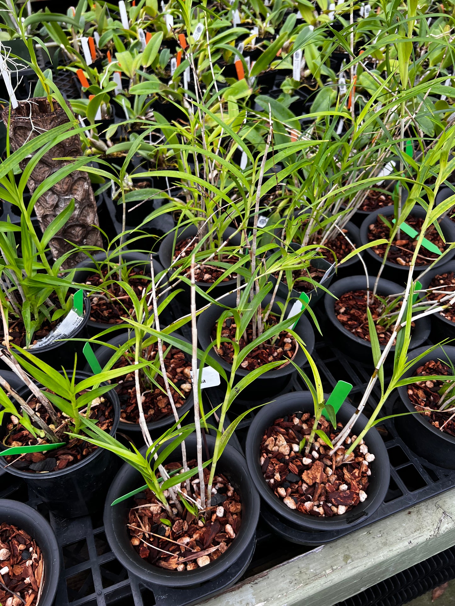 Arundina graminifolia