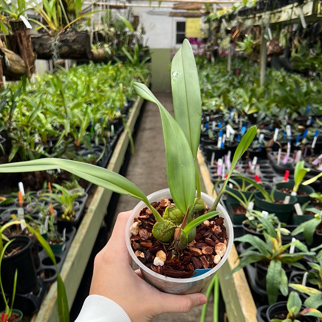 Maxillaria macrura