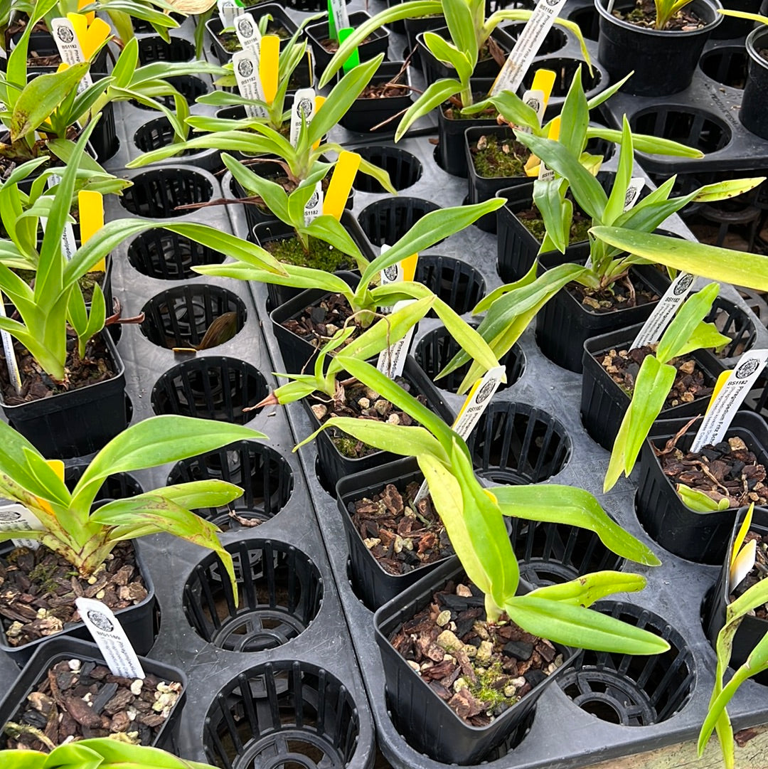 Phragmipedium Fritz Schomburg (kovachii x besseae)
