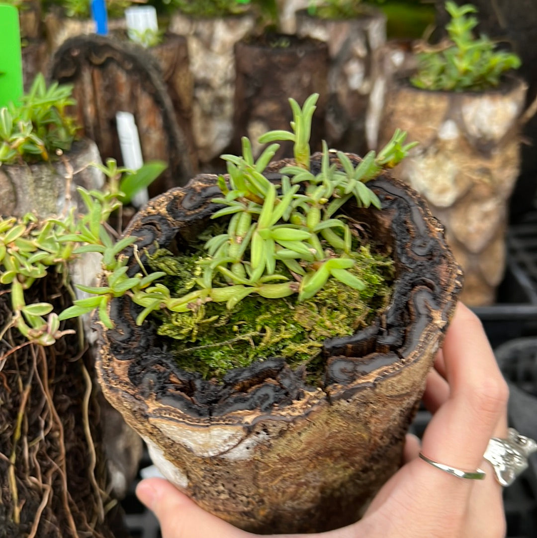 Mediocalcar decoratum (wood pot)
