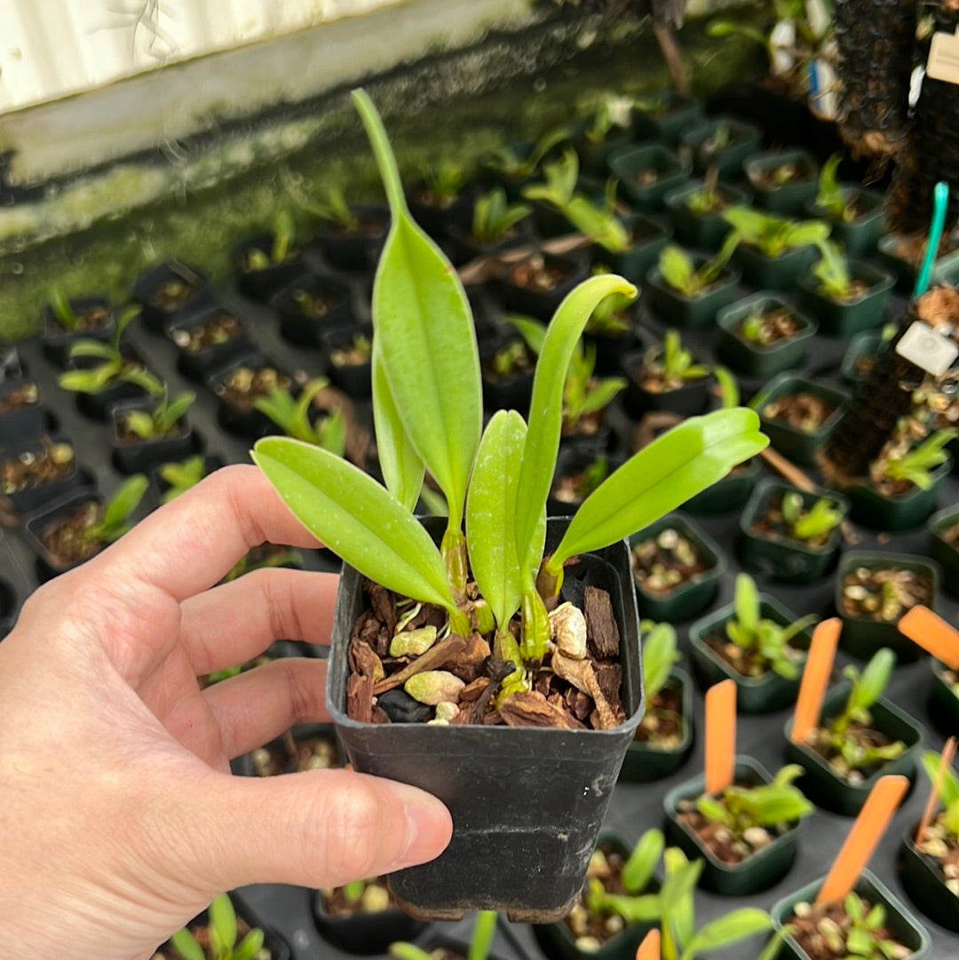 Bulbophyllum rothschildianum