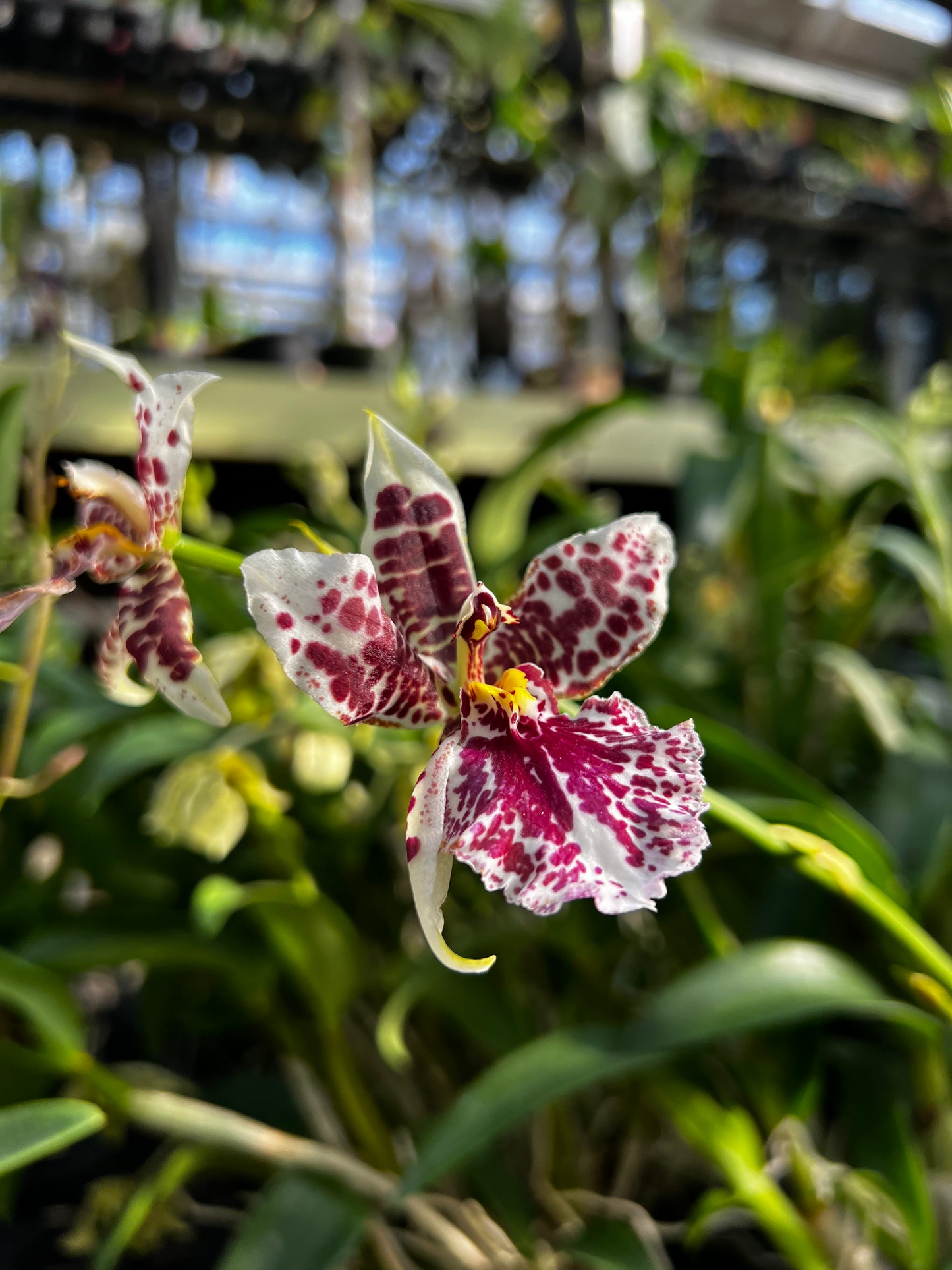 Oncidium Assorted (grower’s choice)