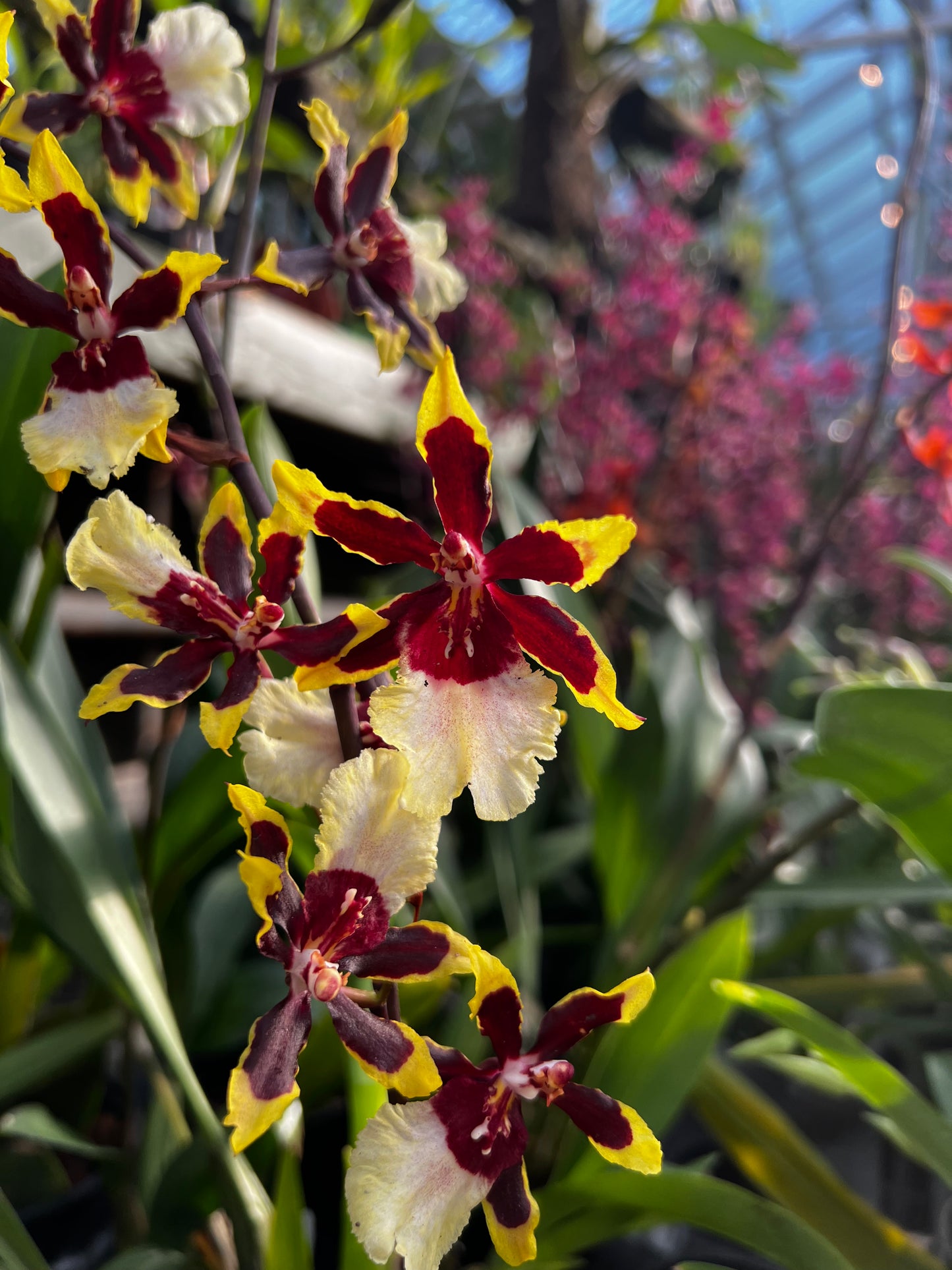 Oncidium Assorted (grower’s choice)