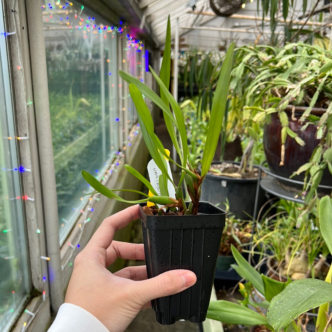 Maxillaria variabilis yellow