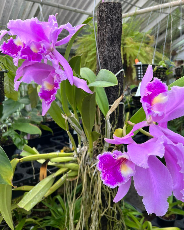 Cattleya