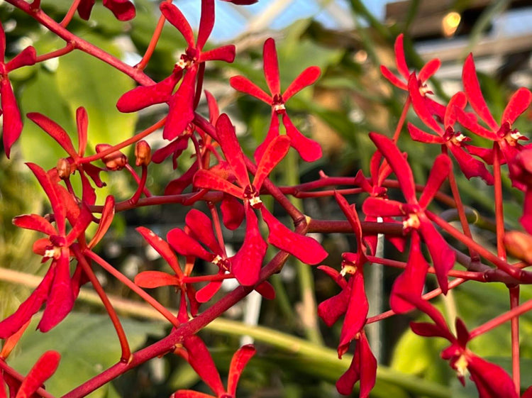 Renanthera