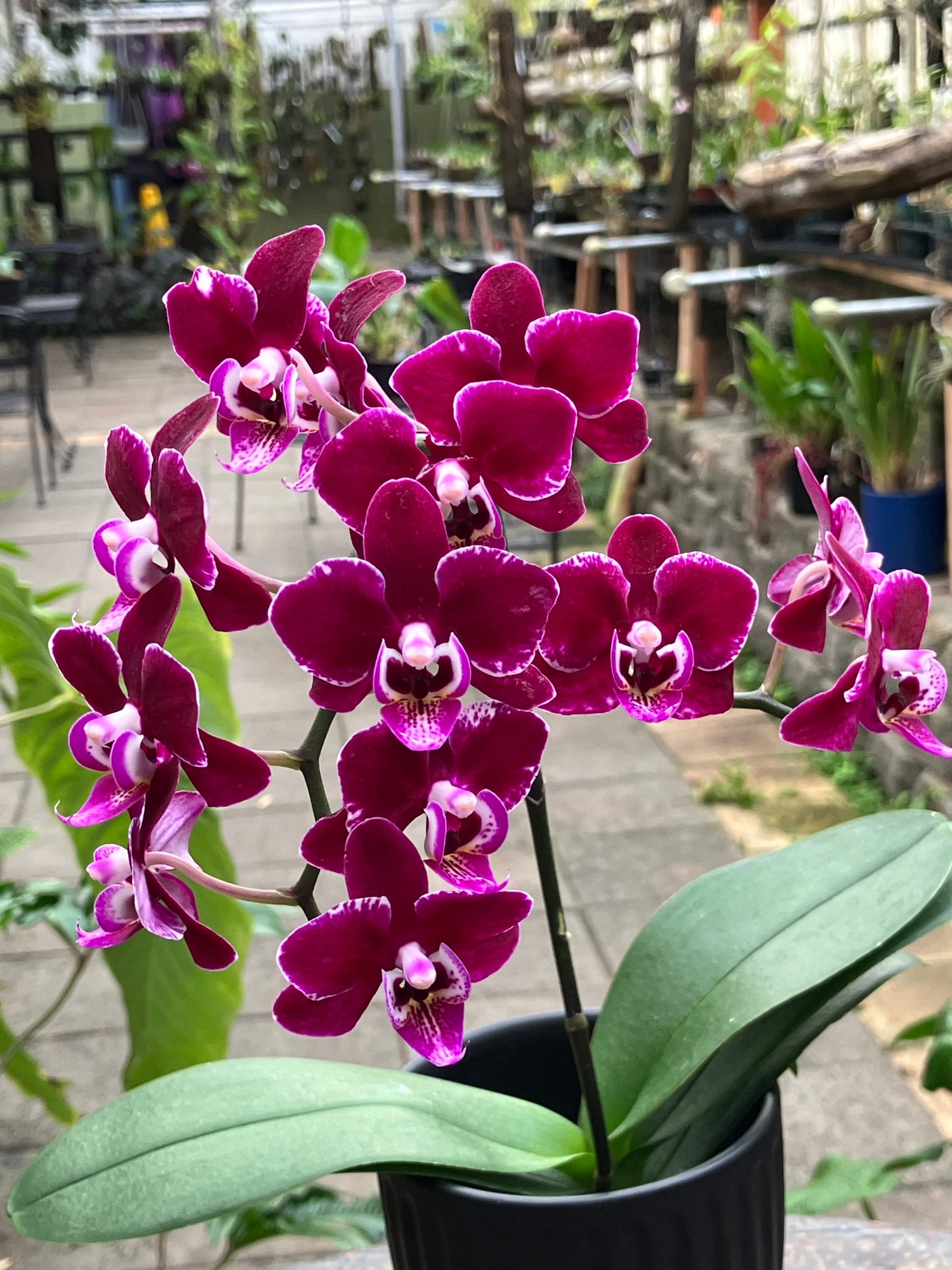 Grower’s Choice