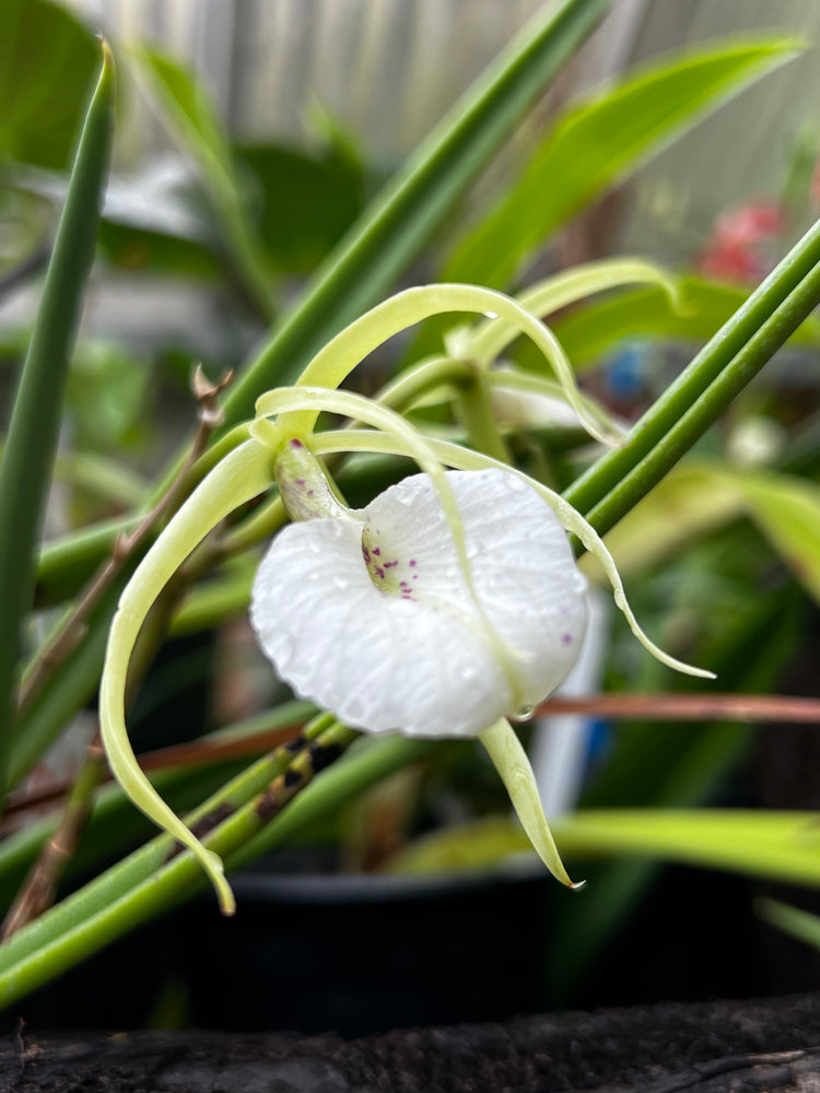 Brassavola