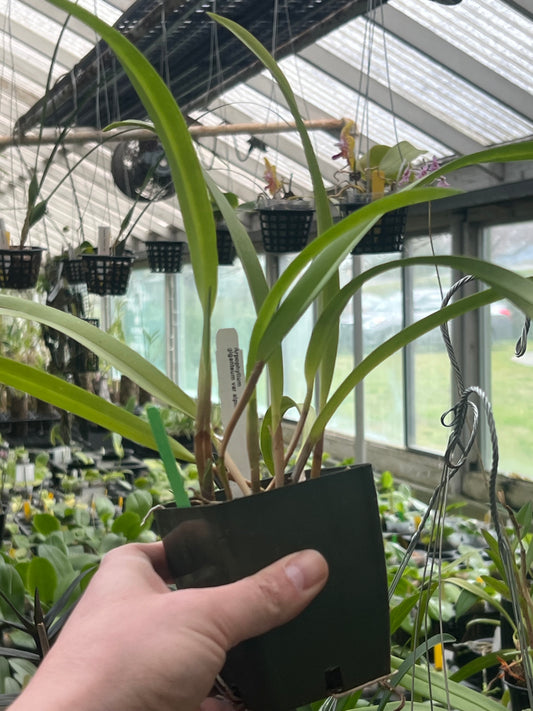 Arpophyllum giganteum var alpinum