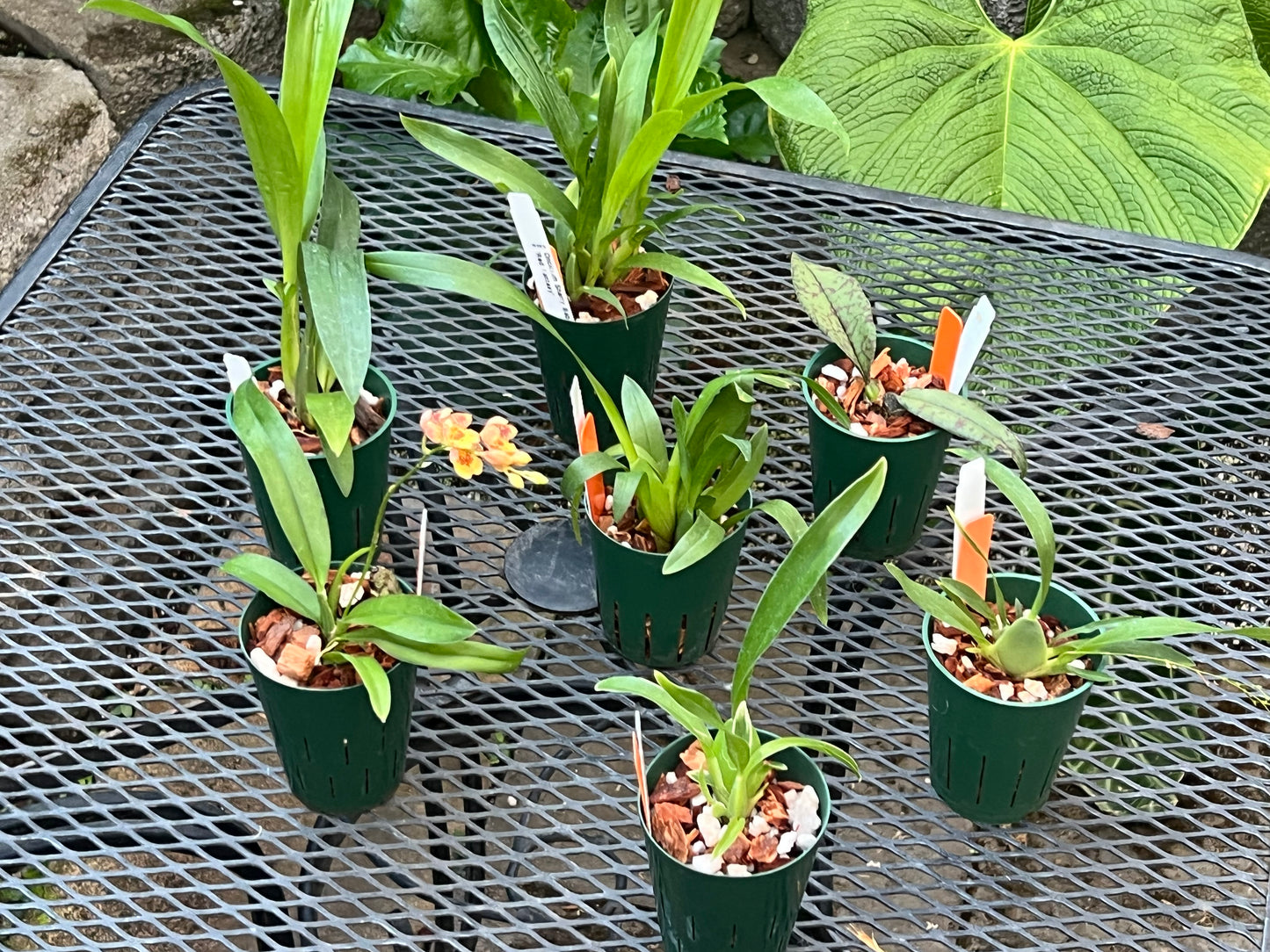 Oncidium Seedling Combo Pack