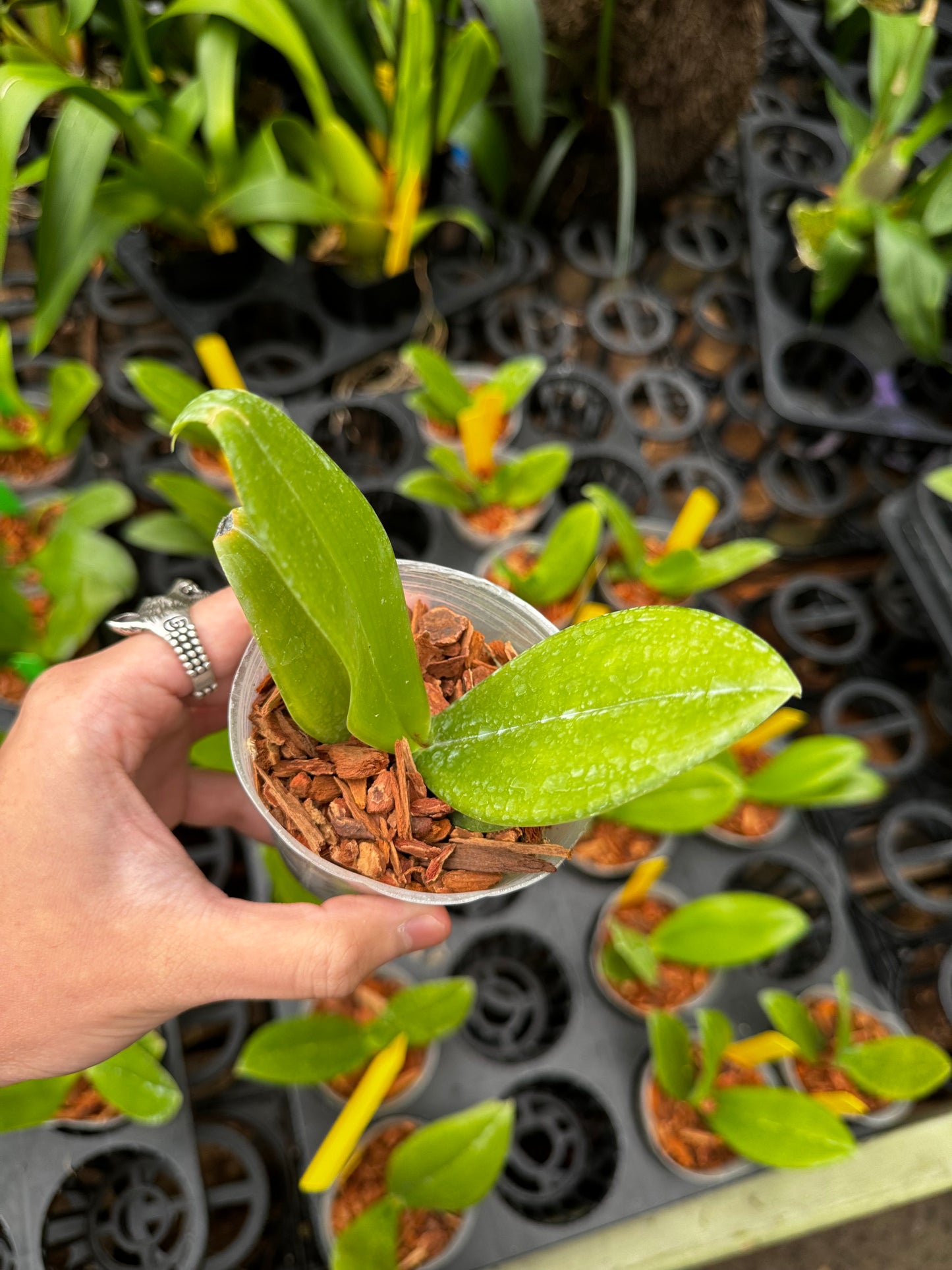 Phalaenopsis maculata