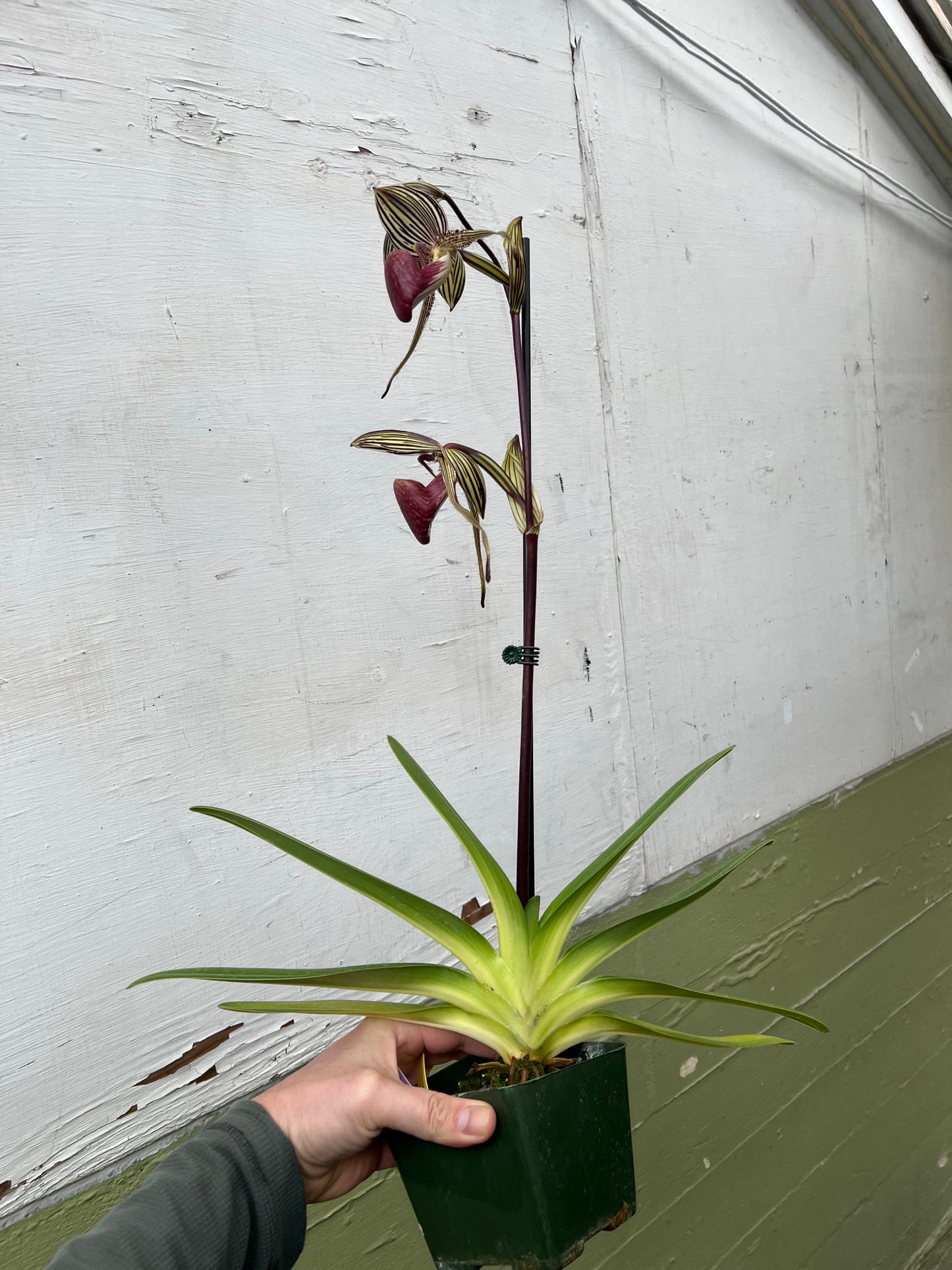 Paphiopedilum rothschildianum