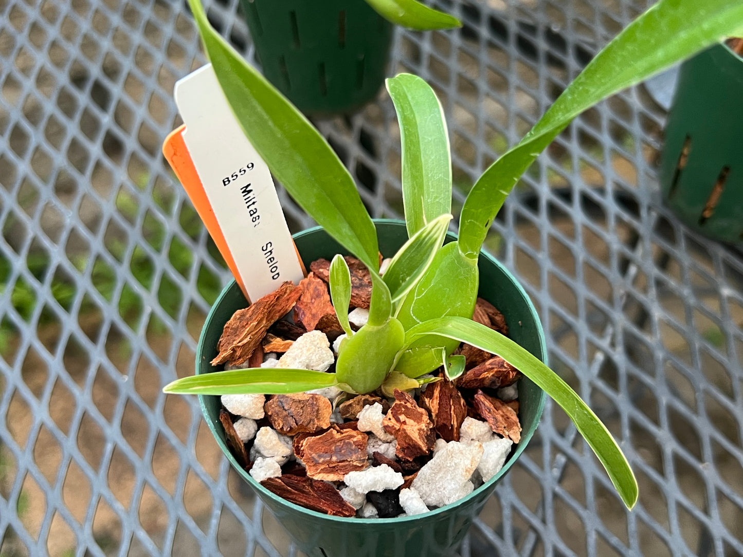 Oncidium Seedling Combo Pack