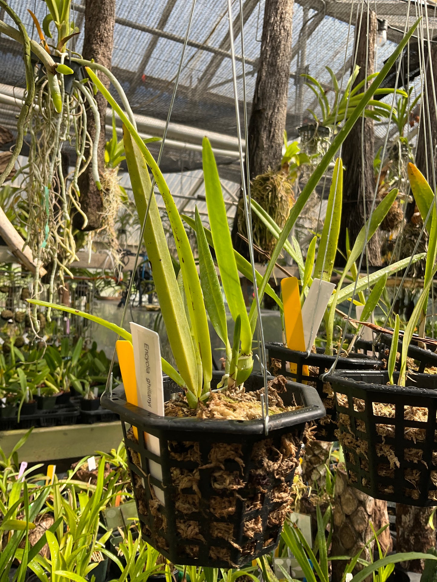 Encyclia ghillanyi (4” basket)