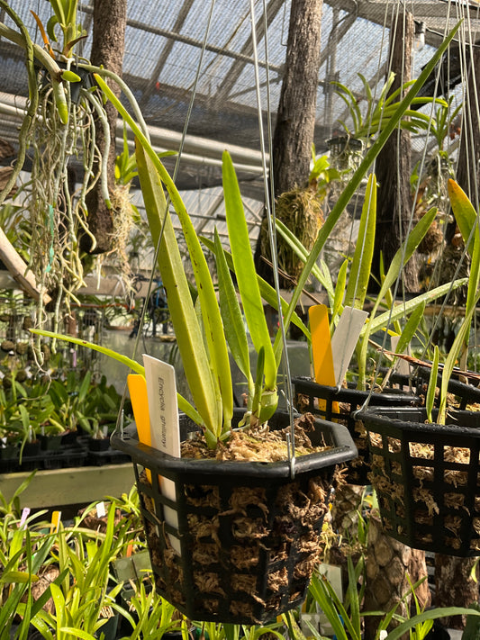Encyclia ghillanyi (4” basket)