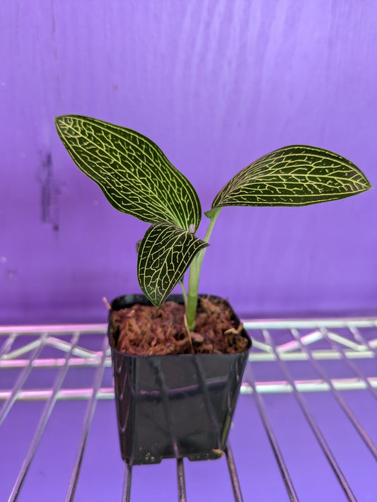 Ludisia Discolor (Alba)