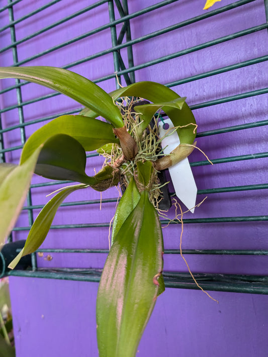 Bulbophyllum Longissimum