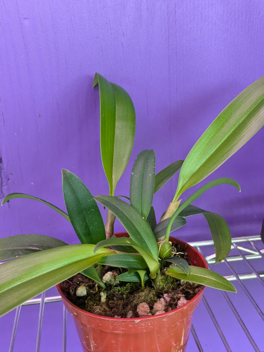 Bulbophyllum Facetum