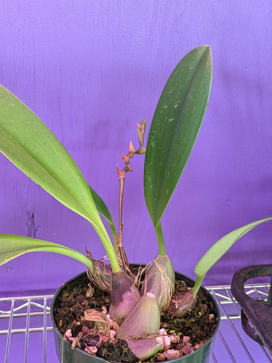 Bulbophyllum Levanae