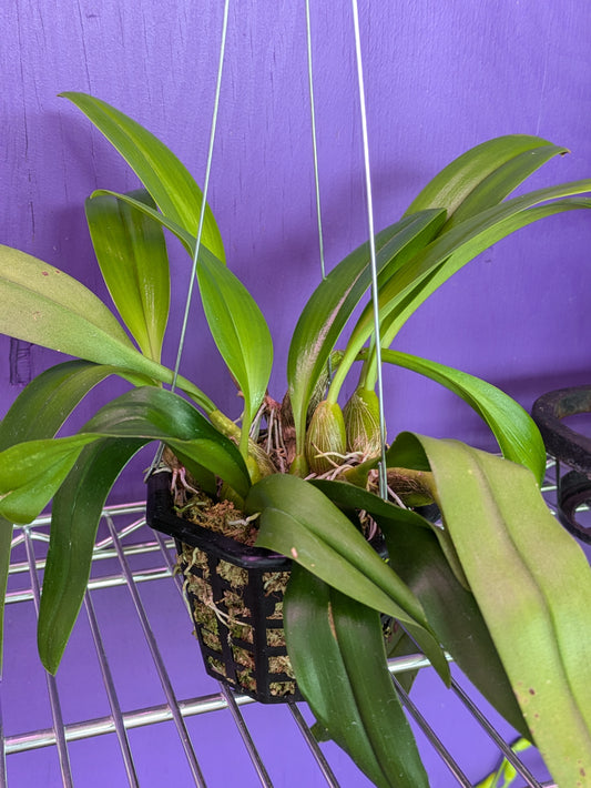 Bulbophyllum Lobbii