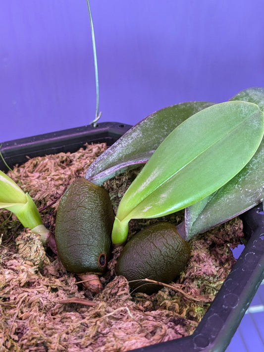 Bulbophyllum Phalaenopsis